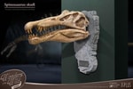 Spinosaurus Head Skull- Prototype Shown
