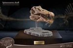 Spinosaurus Head Skull