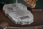 Spinosaurus Head Skull