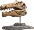 Spinosaurus Head Skull