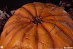 Jack-O-Lantern (Prototype Shown) View 10