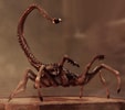Dog Alien (Deluxe Bonus Version) (Prototype Shown) View 5
