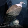 Murder Legendre Deluxe (Prototype Shown) View 4