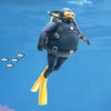 Dave the Diver (Prototype Shown) View 3
