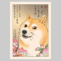 Doge