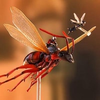 Ant-Man on Flying Ant and the Wasp