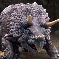 Triceratops