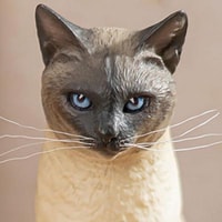 Siamese Cat