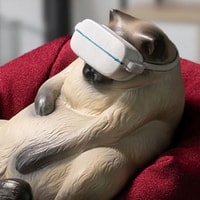 Siamese Cat