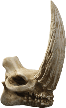 Mudhorn Skull