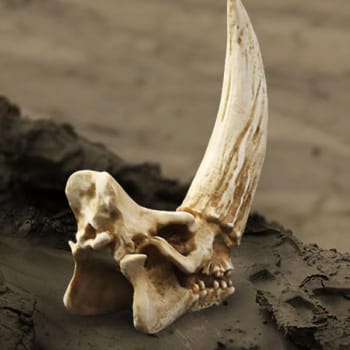 Mudhorn Skull