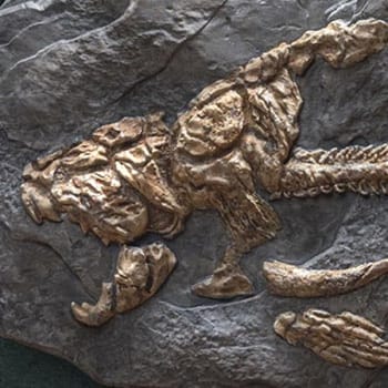 Dunkleosteus (Deluxe Version)