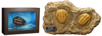 Trilobites Miniature Frame & Fossil Deluxe