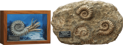 Nautilus Miniature Frame & Fossil Deluxe