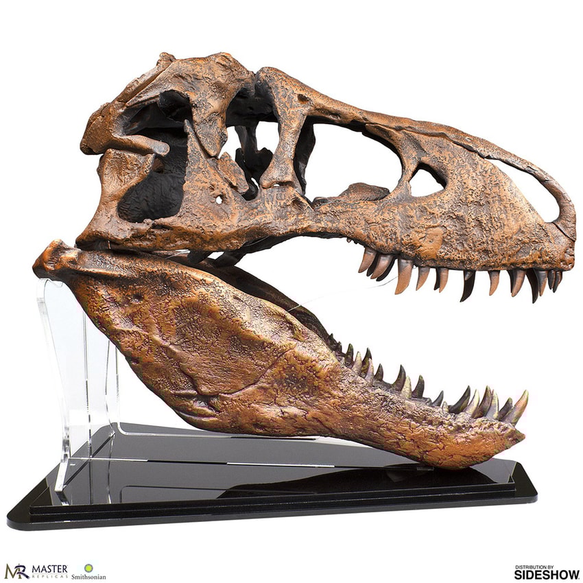 T-Rex Skull Quarter Scale Replica | Sideshow Collectibles T-Rex Skull Quarter Scale Replica | Sideshow Collectibles