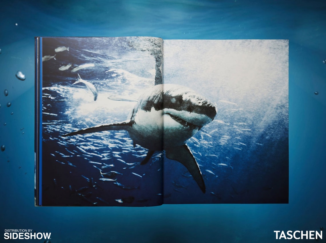 Michael Muller. Sharks- Prototype Shown View 3