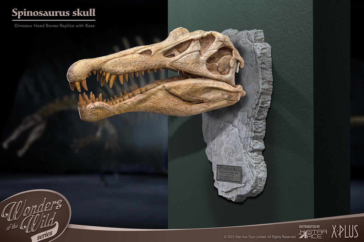 Spinosaurus Head Skull- Prototype Shown