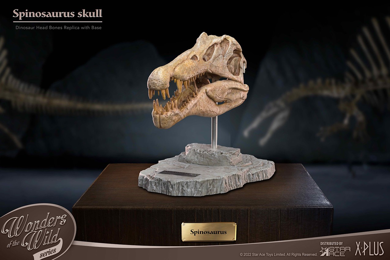 Pre-Historic Creatures Spinosaurus Head Skull Scaled Replica - Prototype Shown View 6