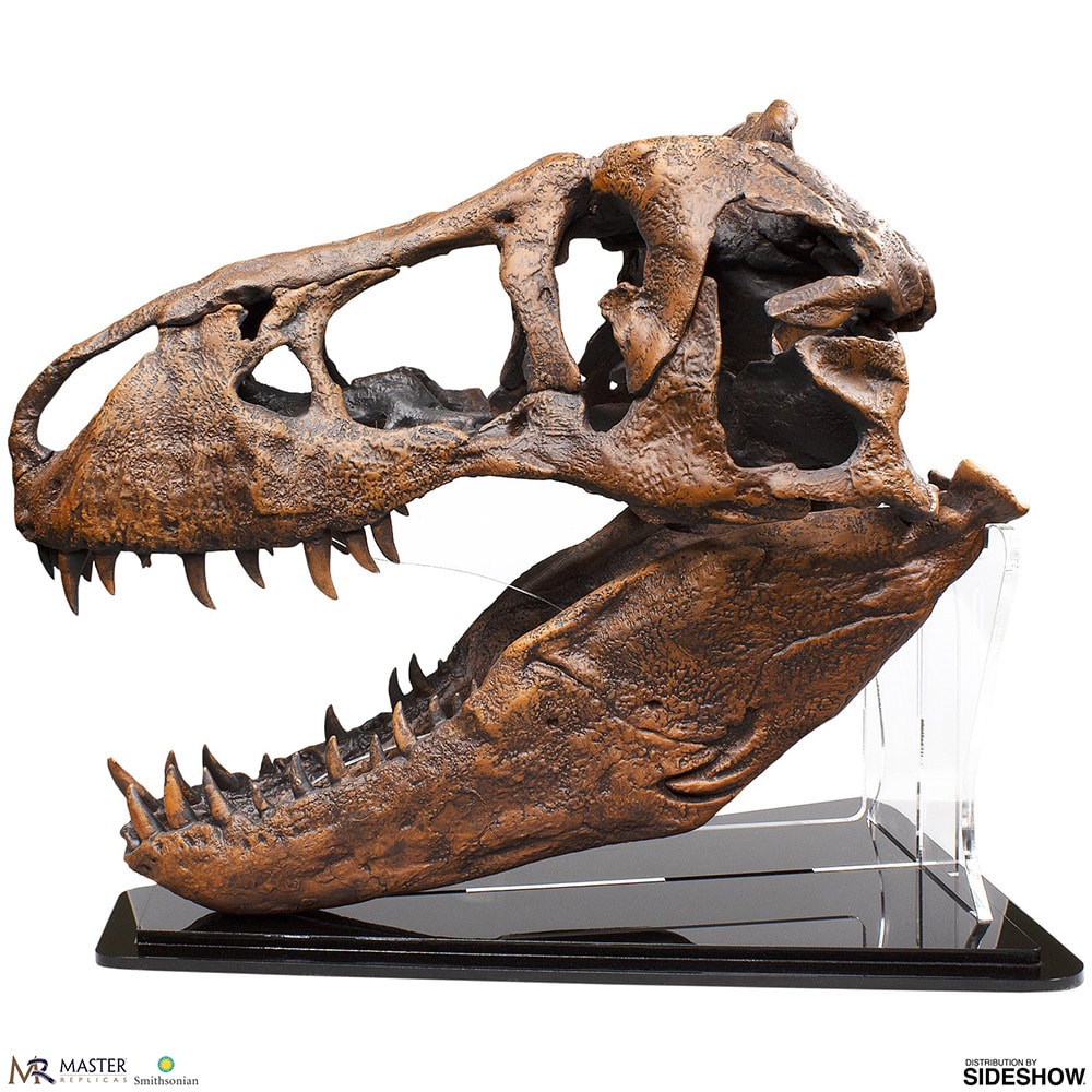 T-Rex Skull Quarter Scale Replica | Sideshow Collectibles