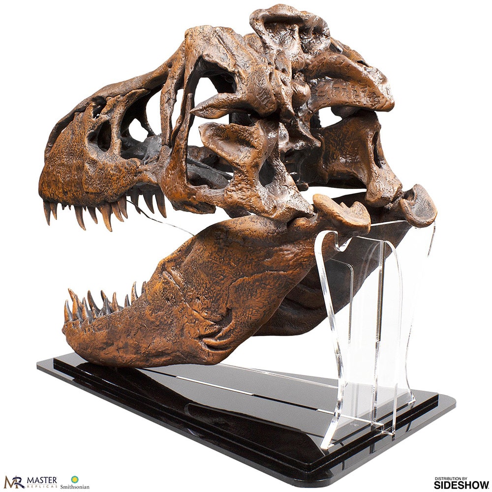 T-Rex Skull Quarter Scale Replica | Sideshow Collectibles