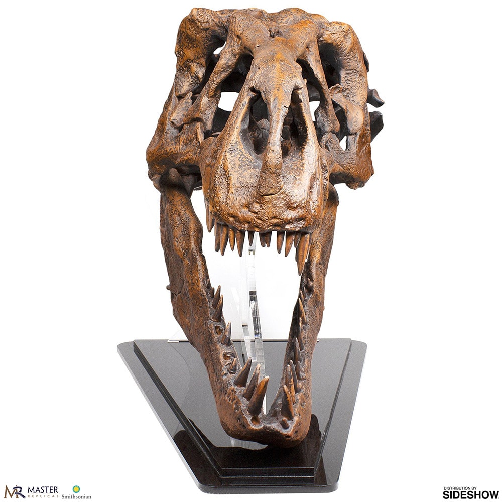 T-Rex Skull Quarter Scale Replica | Sideshow Collectibles