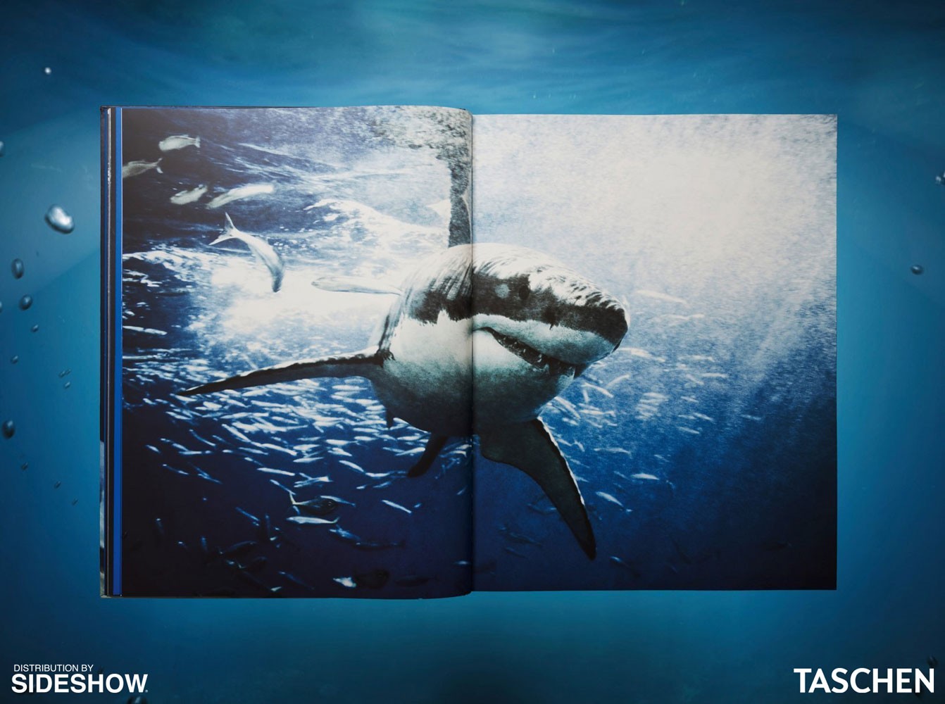 Michael Muller. Sharks (Prototype Shown) View 3