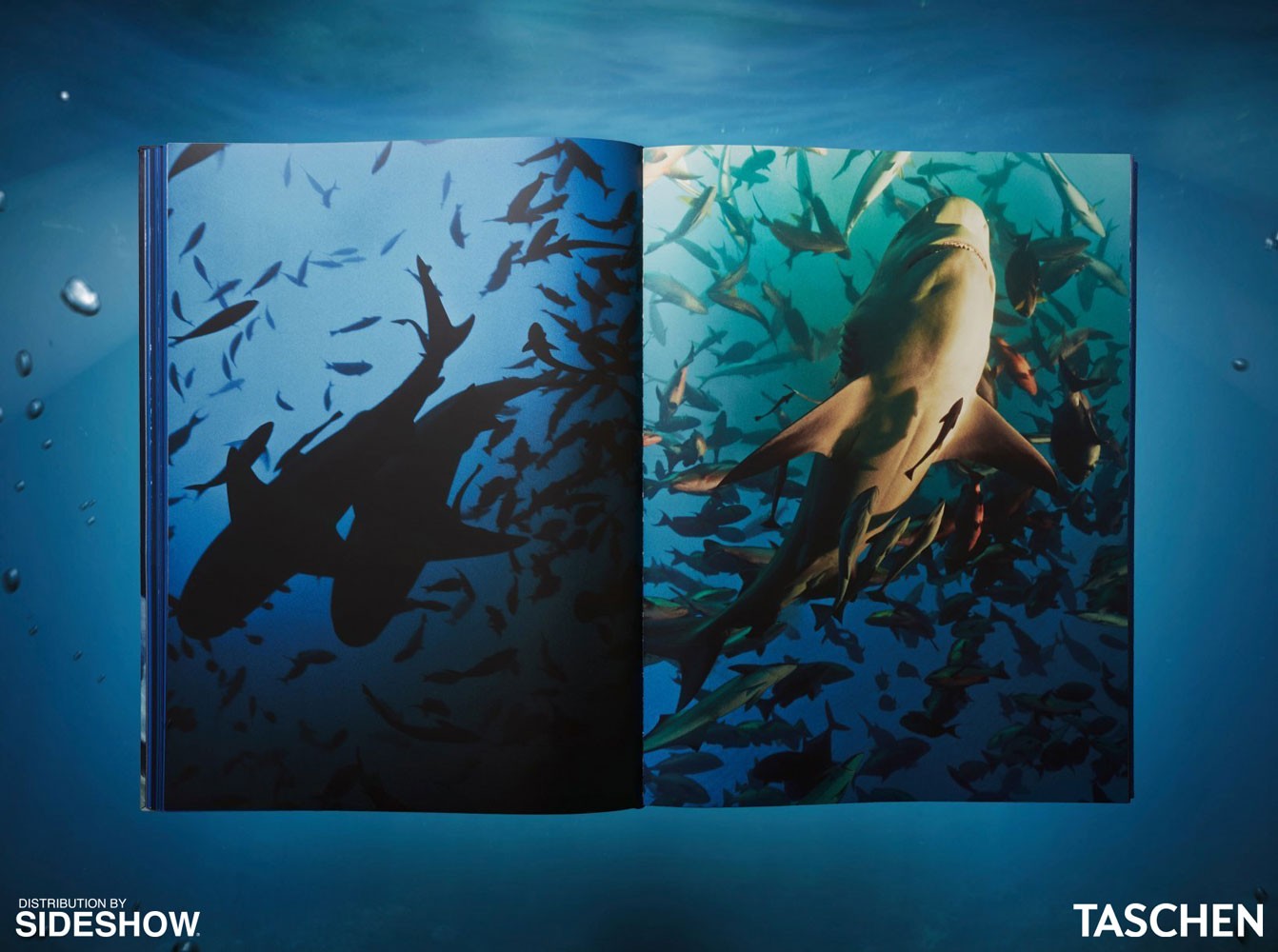 Michael Muller. Sharks (Prototype Shown) View 5