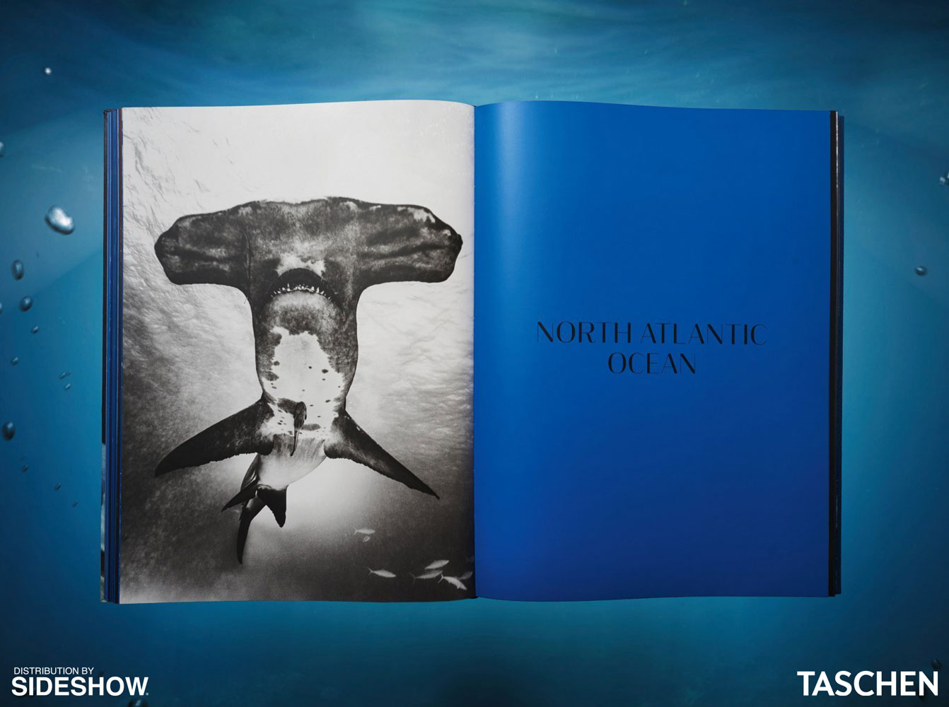 Michael Muller. Sharks (Prototype Shown) View 6