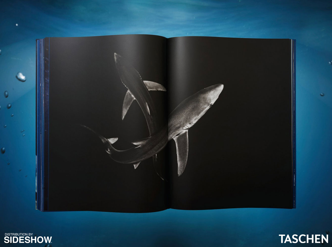 Michael Muller. Sharks (Prototype Shown) View 11