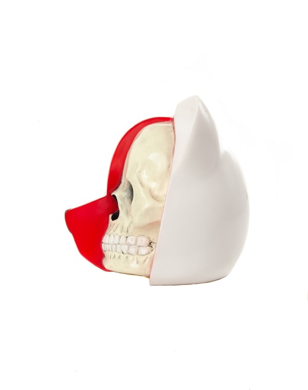 Dissected Bear Head (White)- Prototype Shown