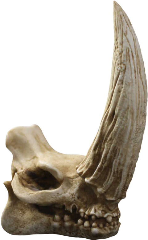 Mudhorn Skull