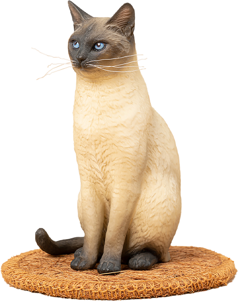 Siamese Cat