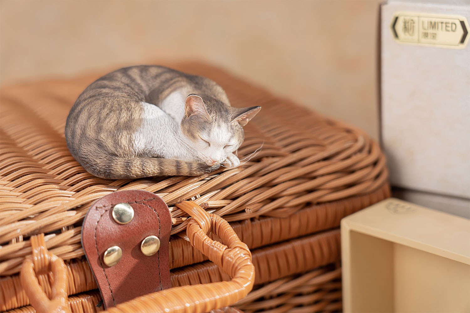 Sleeping Tabby Cat View 11