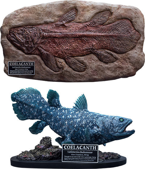 Coelacanth (Deluxe Version) (Prototype Shown) View 13