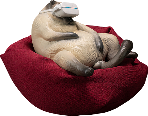 Siamese Cat