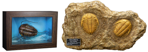 Trilobites Miniature Frame & Fossil Deluxe