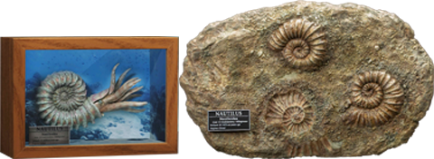 Nautilus Miniature Frame & Fossil Deluxe