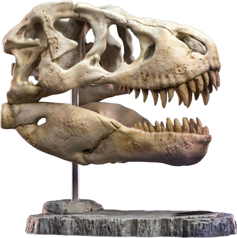 T-Rex Head Skull Scaled Replica by Star Ace Toys | Sideshow 