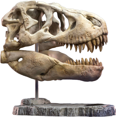 T-Rex Head Skull
