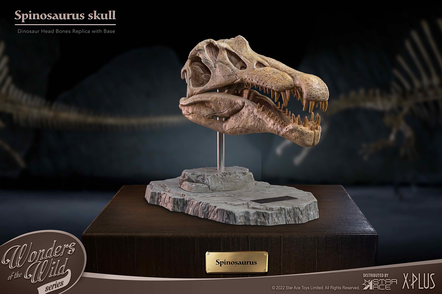 Spinosaurus Head Skull