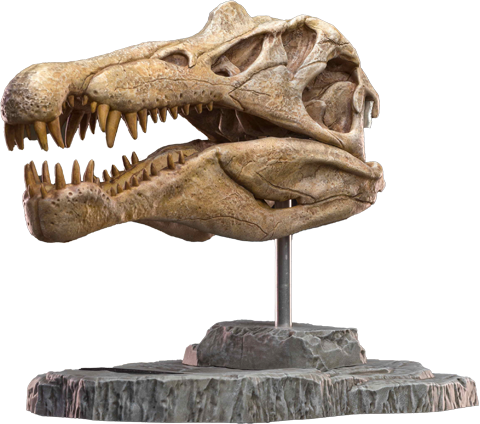 Spinosaurus Head Skull