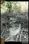 Bigfoot