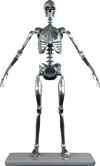 Mark I Endoskeleton (Prototype Shown) View 6