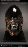 Alien New Warrior Life-Size Head (Prototype Shown) View 3
