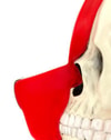 Dissected Bear Head (White)- Prototype Shown
