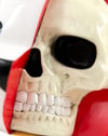 Dissected Bear Head (White)