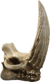 Mudhorn Skull