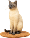 Siamese Cat