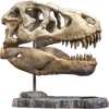 T-Rex Head Skull