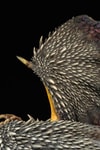 Nergigante
